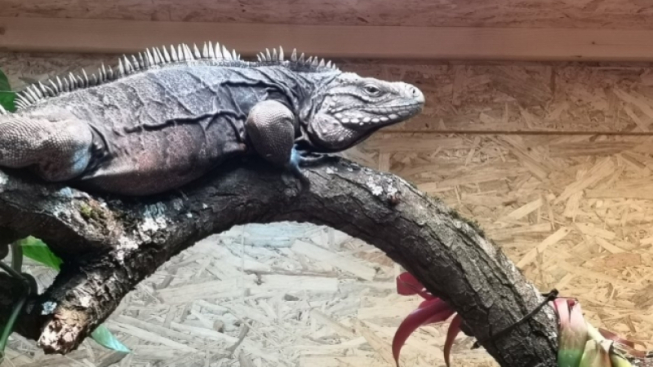 Fabio Liguori/mentelocale