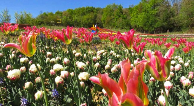 Tulipani al Giardino di Rosero