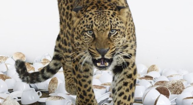 Paola Pivi, Leopard, 2007-2023 © Hugo Glendinning