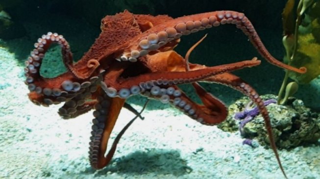 Acquario di Genova