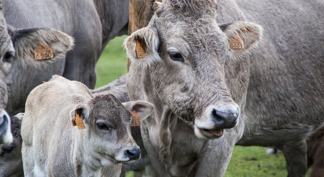 ©Protocultura - Pixabay