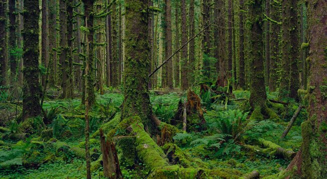 Sitka Spruce, Hoh Rain Forest, Olympic National Park, Washington 2017 © Mitch EpsteinBN