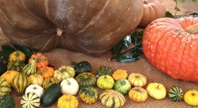 ©Facebook.com/MostraZuccaMurta