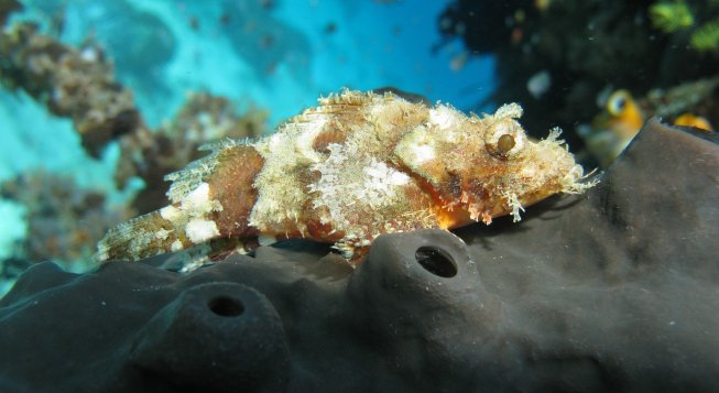 ©Samkerridge - Pixabay