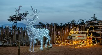 Natale Bestiale al bioparco ZOOM immersi nella tradizione tra renne, magiche luci e simpatici elfi