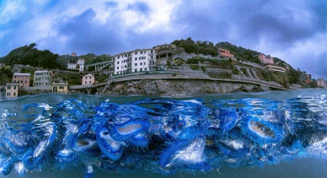 ©Alessandro Grasso
