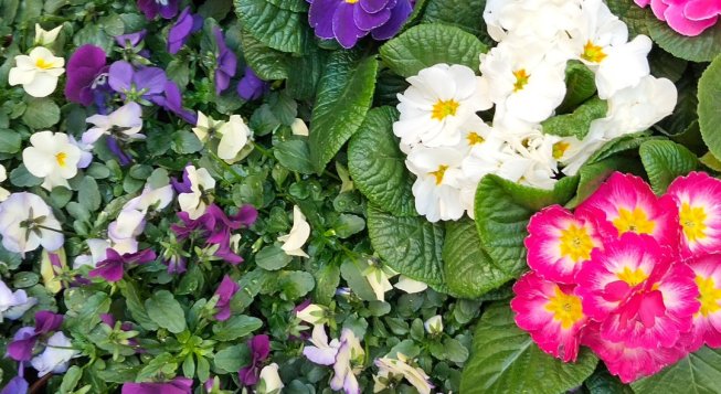 ©Fioristeria del Molo