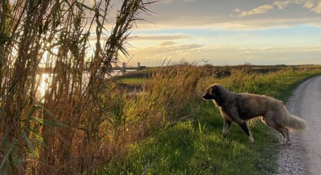 In cammino lungo il Reno - Ilaria Bianchini