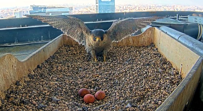 © Giò&Giulia Falchi Pellegrini a Milano / Facebook