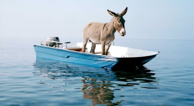 Paola Pivi, Senza titolo (asino) © Hugo Glendinning, courtesy Massimo De Carlo e Collezione Giuseppe Iannaccone