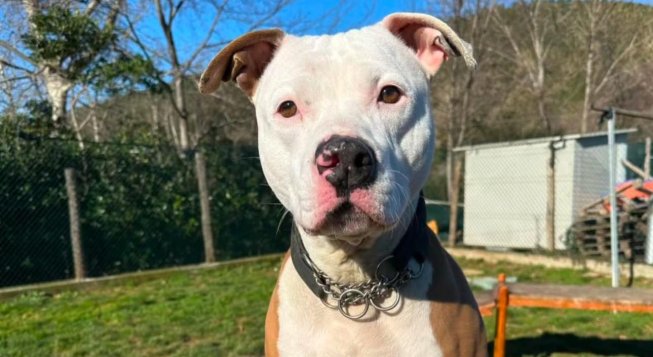 ©Facebook.com/canilemunicipalemontecontessa