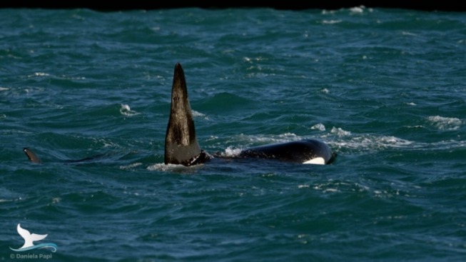 Daniela Papi - facebook.com/Whalewatchgenova