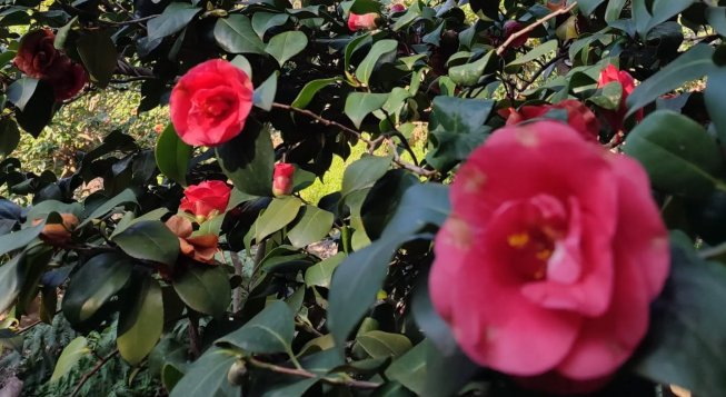 ©Facebook.com/villadurazzopallavicini