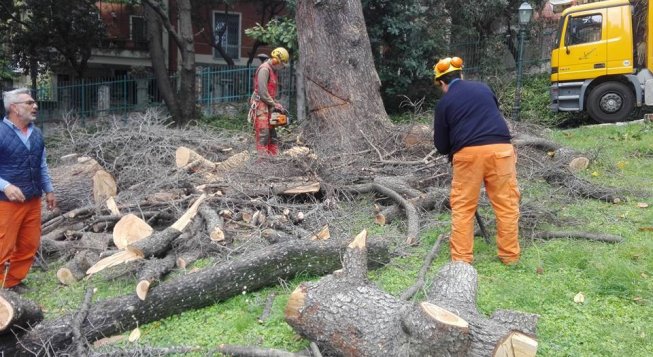 Aster, immagine di repertorio