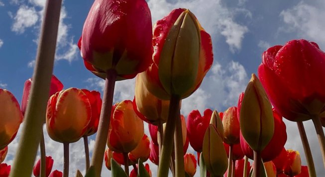 © Shirin Tulipani / Facebook