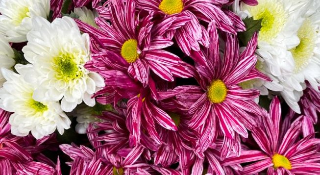 © facebook.com/EurofloraOfficial/photos