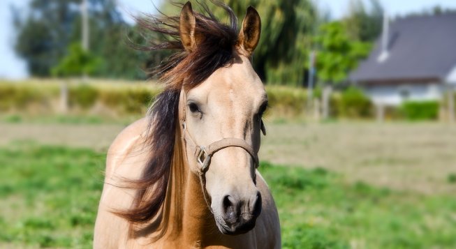 ©Dendoktoor - Pixabay