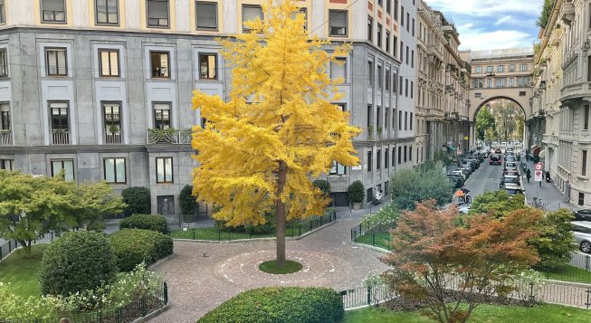 Ginkgo Biloba in piazza Duse a Milano (rendering)