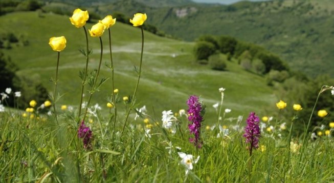 ©Parcoantola.it