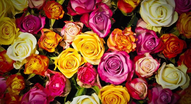 ©Facebook.com/genovamorethanthis