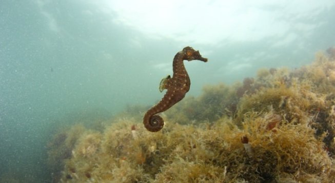 Facebook.com/Acquario di Genova