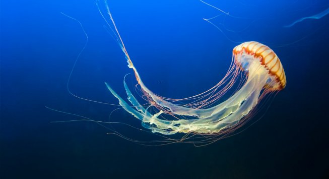 © Unsplash / Jeffrey Hamilton