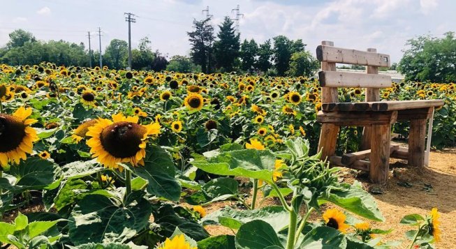 © facebook.com/Agricoladellemeraviglie