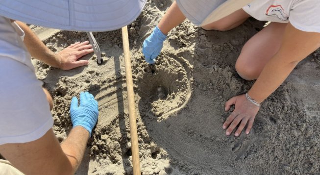 Tartaruga Caretta caretta: nuovi nidi a Varazze e Laigueglia