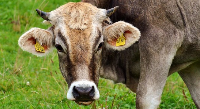 ©Alexas_Fotos - Pixabay