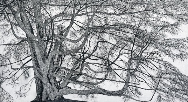 Federica Galli, Il cedro di Gorla Minore, 1976