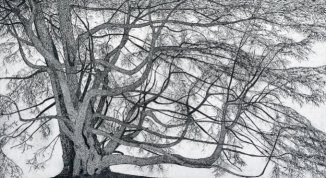 Federica Galli: la Signora degli Alberi, mostra