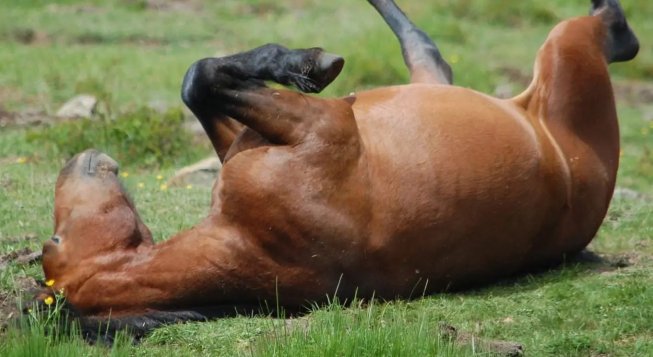 ©Facebook.com/icavalliselvaggidellaveto