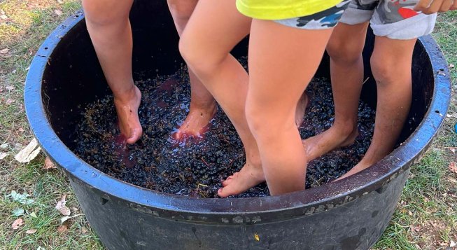 Vendemmia per famiglie in Piemonte: eventi di settembre con cantine e attività family friendly