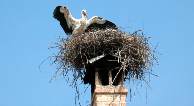 Racconigi, il paese delle cicogne: viaggio nel Centro Cicogne e Anatidi