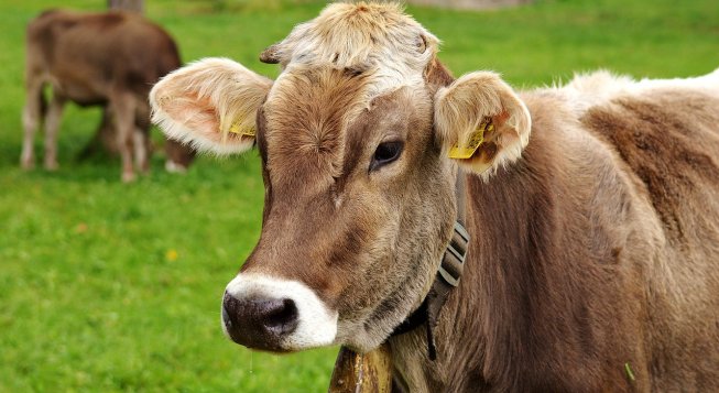 ©Alexas_Fotos - Pixabay