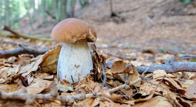 ©BuonoDelTesoro - Pixabay