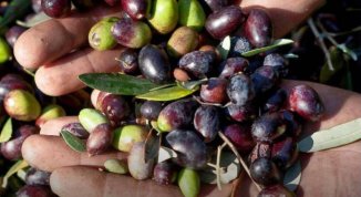 Le olive taggiasche liguri ottengono il marchio Igp. «Risultato storico, atteso da 25 anni»