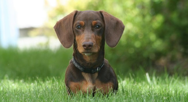 ©Fremoo1918 - Pixabay