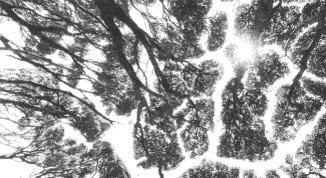 Botanical Shyness, mostra di Marcela Cernadas