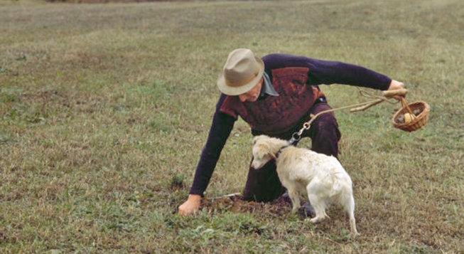 Stagione del tartufo bianco di Alba 2025: previsioni, raccolta e prospettive