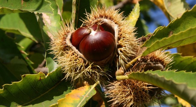 ©Nennieinszweidrei - Pixabay