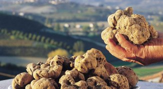 Fiera Internazionale del Tartufo Bianco d'Alba 2025