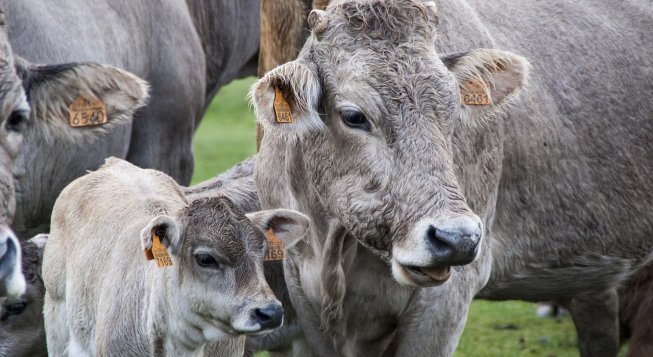 ©Protocultura - Pixabay