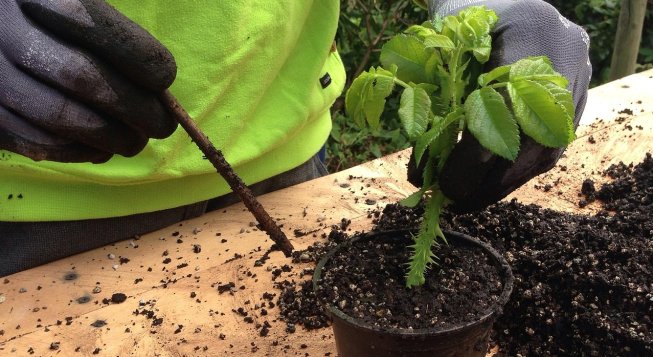 ©Pflanzenarzt - Pixabay