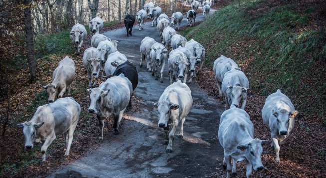 ©Gianluca Badaracco