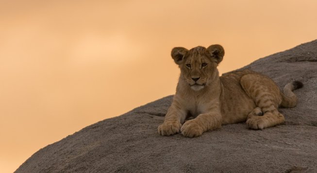 © Unsplash / Ramon Vloon