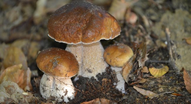 ©Charletgregory - Pixabay