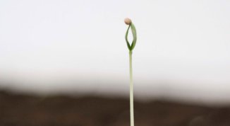 Dove le liane s'intrecciano. La mostra di Binta Diaw al Parco Arte Vivente