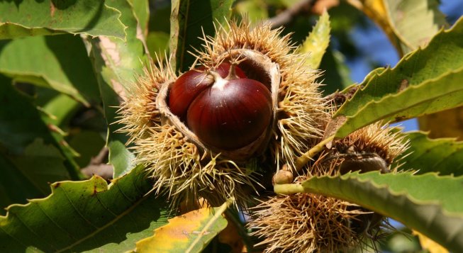 ©Nennieinszweidrei - Pixabay