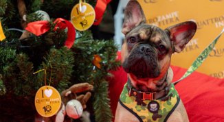 Quattrozampeinfiera Torino 2025: la Christmas Edition tra sport, design e sostenibilità